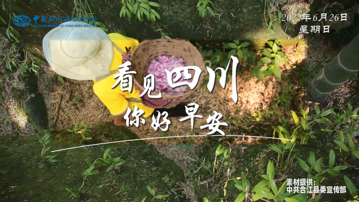 金山村温室大棚里黑褐饱满的羊肚菌破土