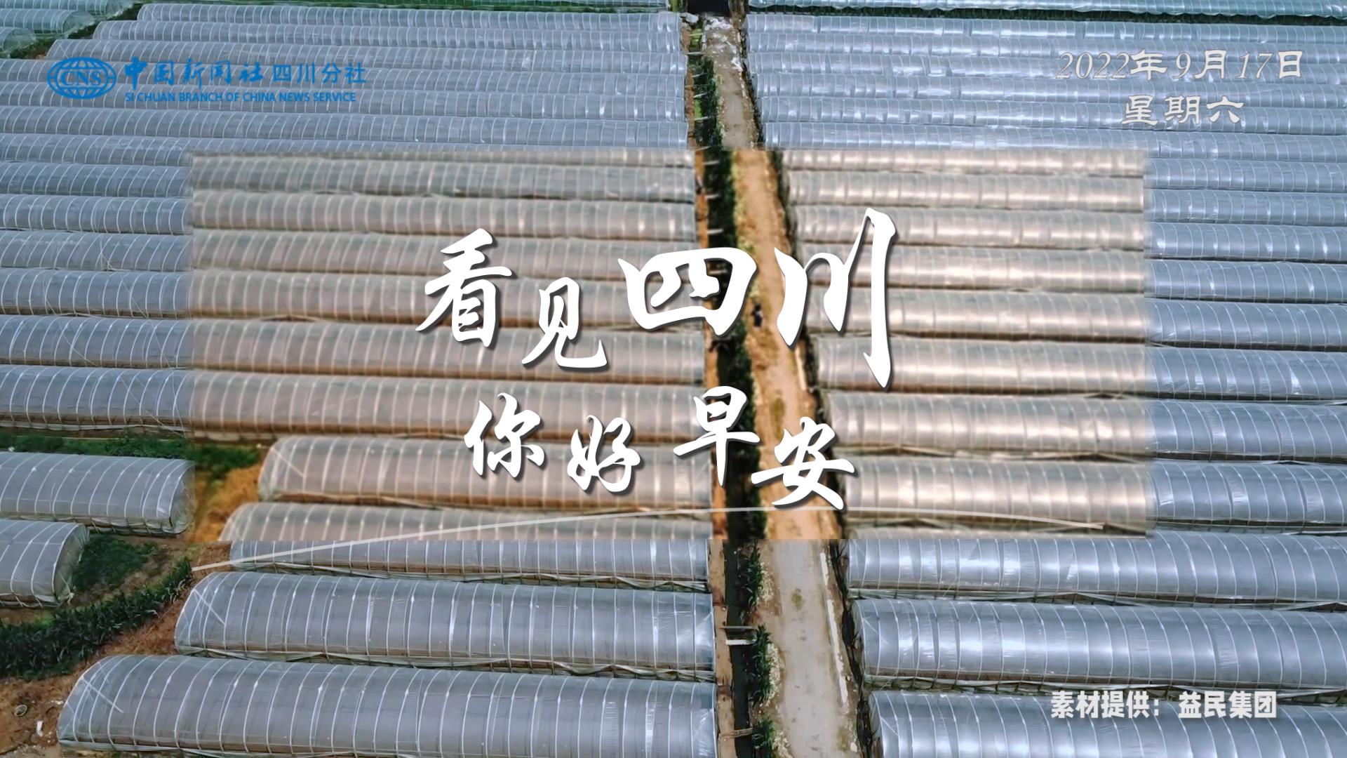 高大的泡桐树缀满钟形花冠