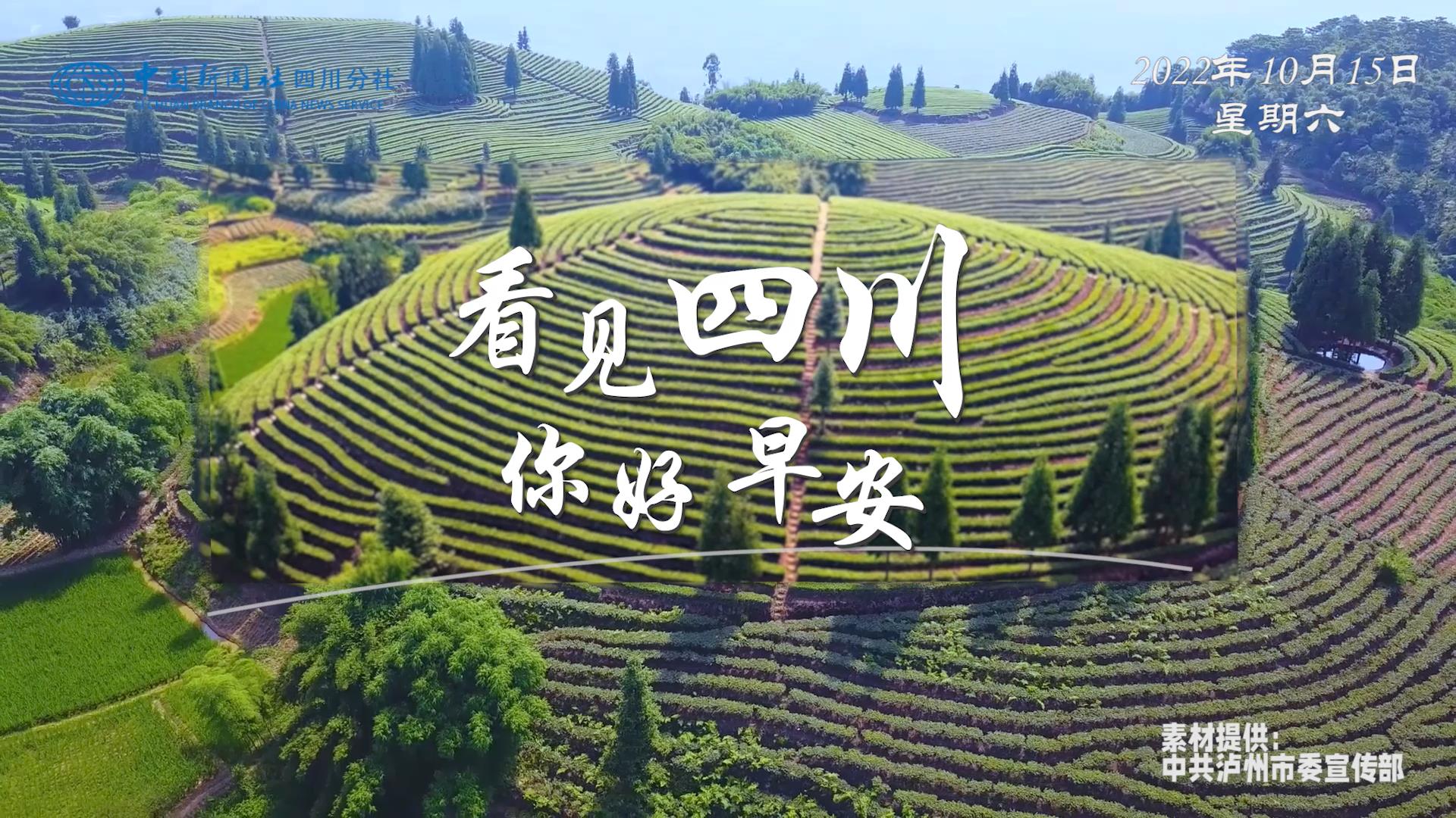 解说雅安市名山区的茶山迎来了最富生机