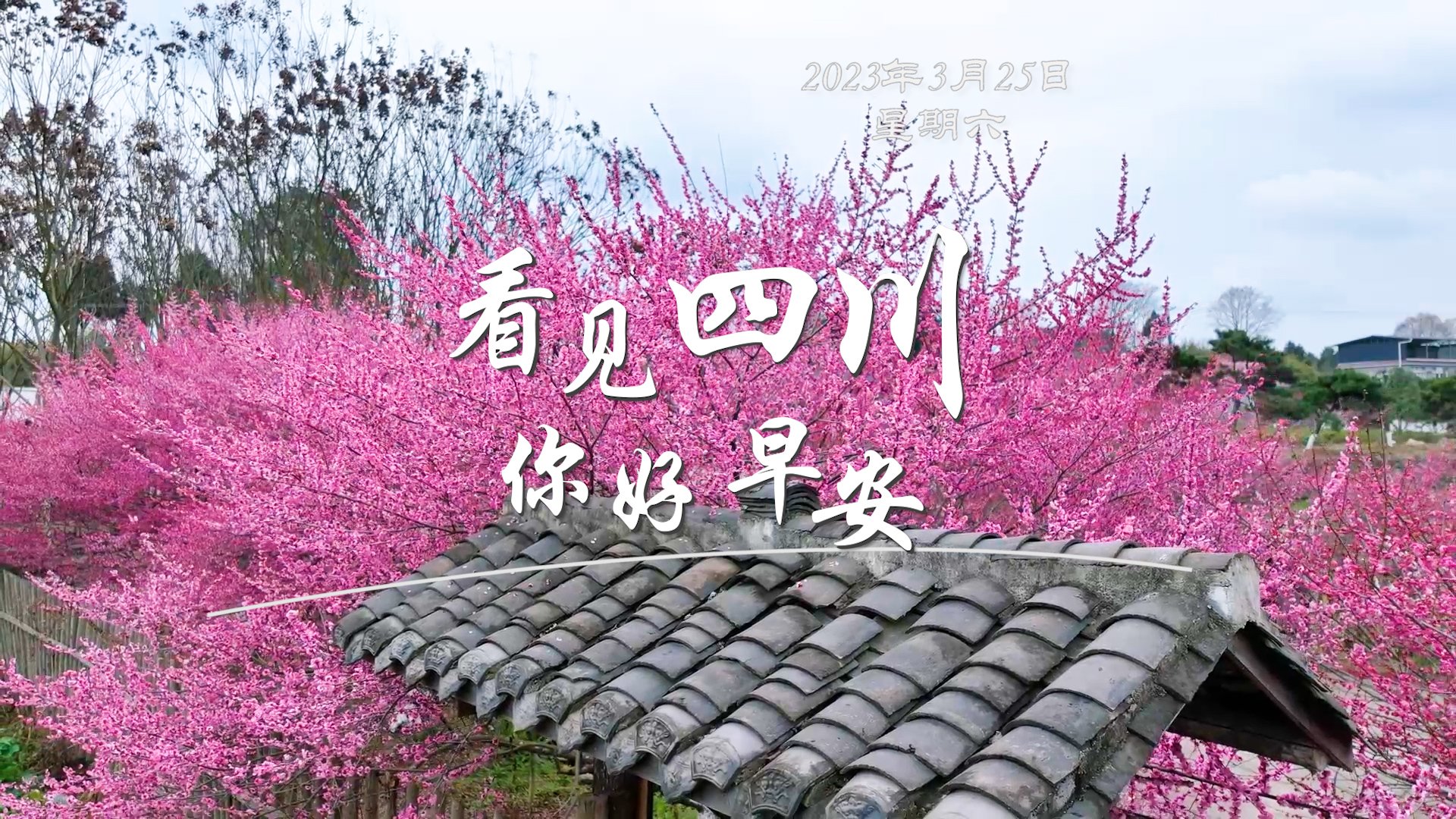 繁花缀满枝头