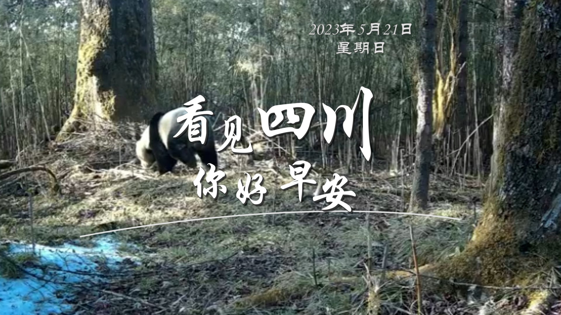 毛茸茸的