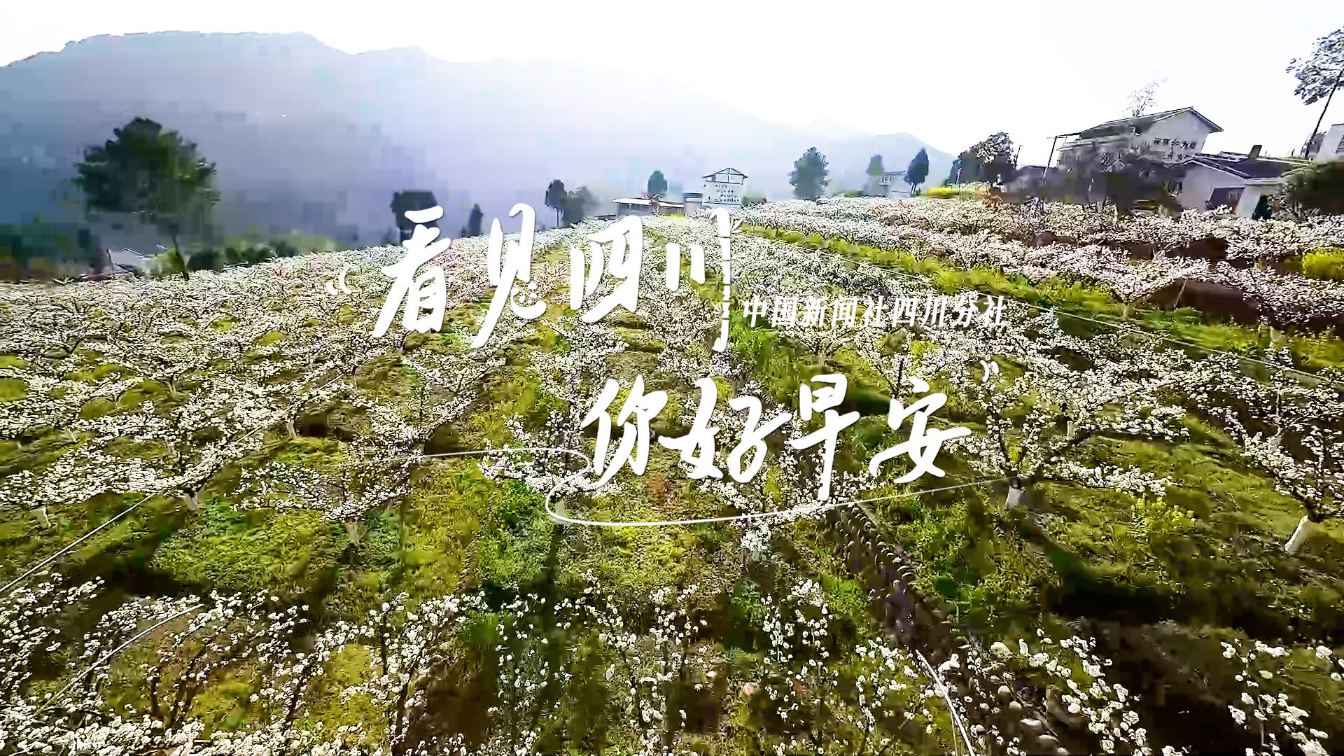 一串串花朵如风铃般相依相偎
