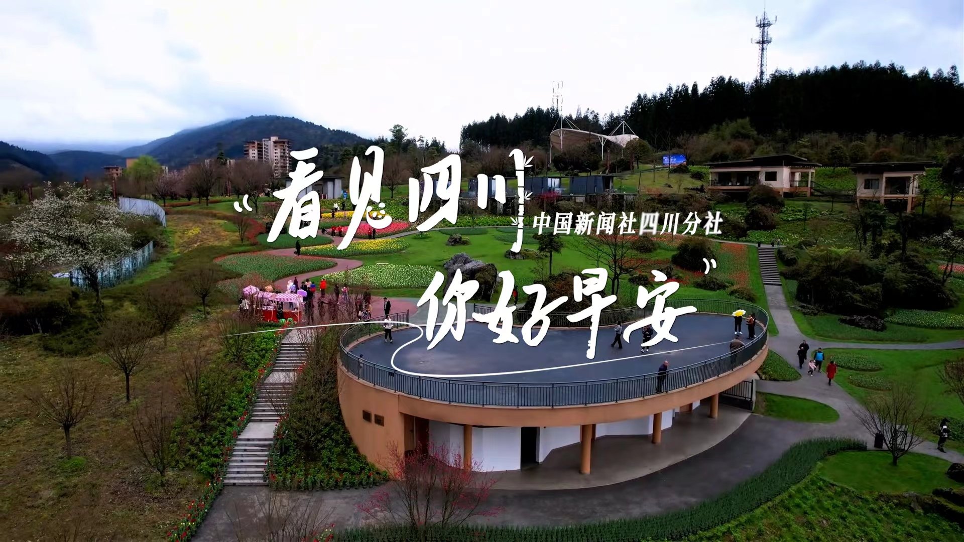解说雅安市名山区的茶山迎来了最富生机