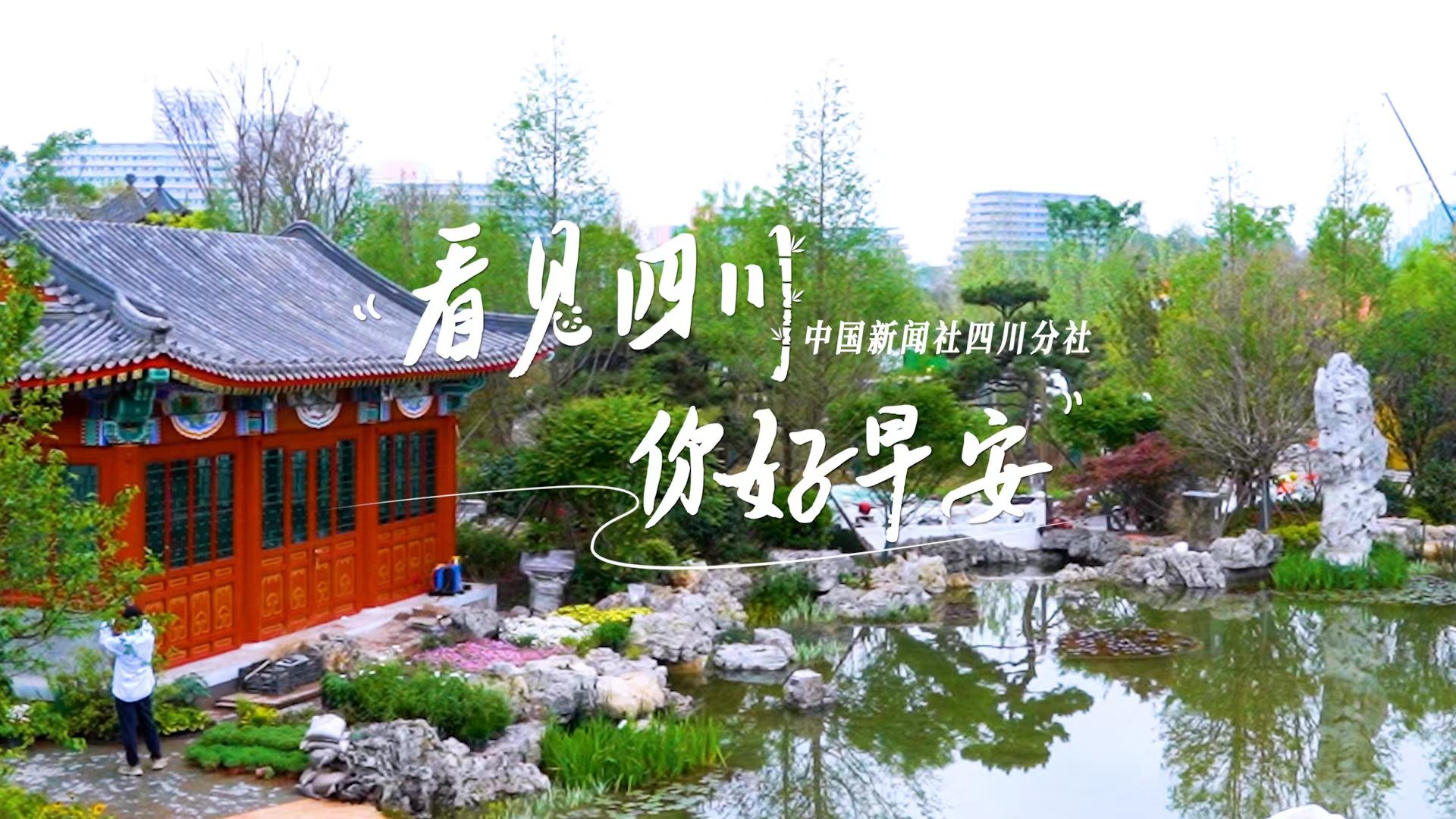 金山村温室大棚里黑褐饱满的羊肚菌破土