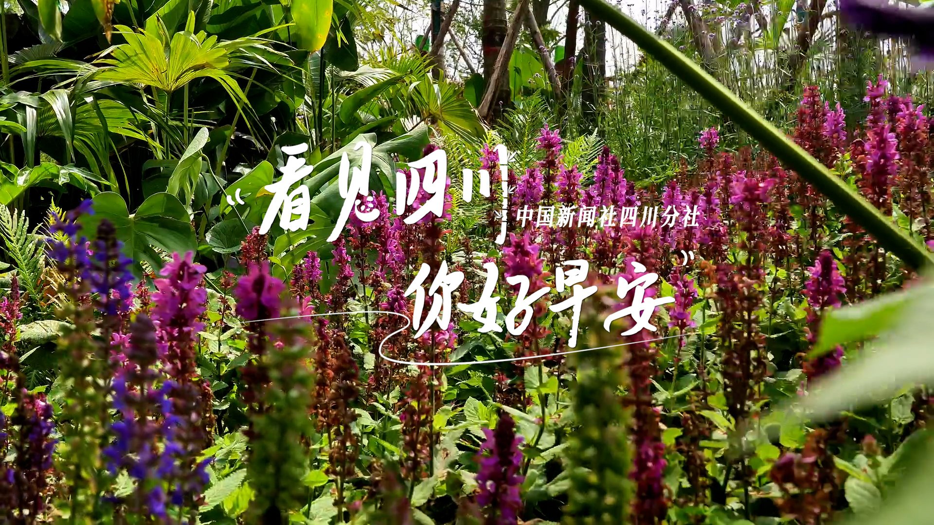 不少游客慕名前来乘坐和踏青赏花