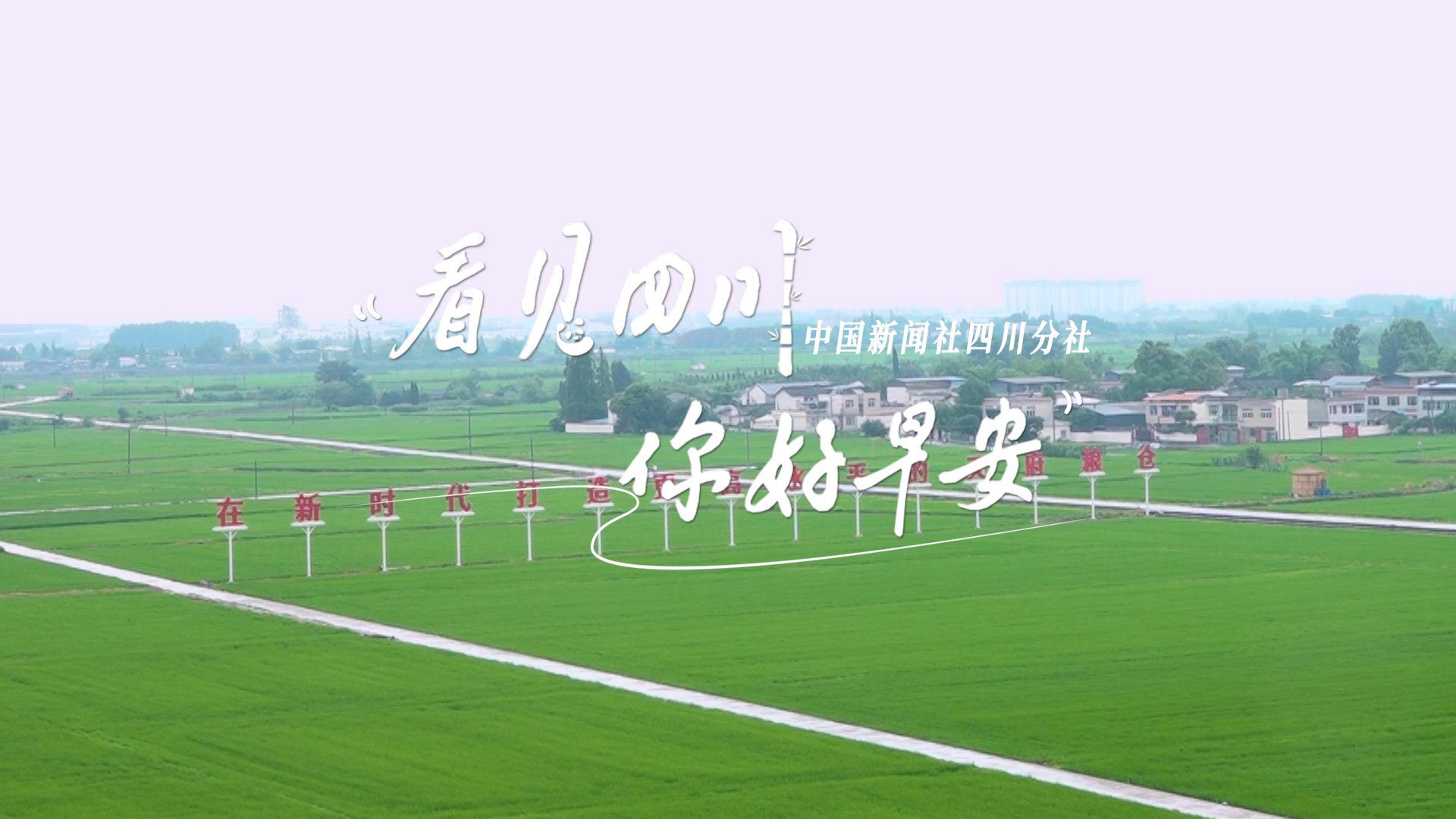 解说平武报恩寺百年玉兰迎来盛花期