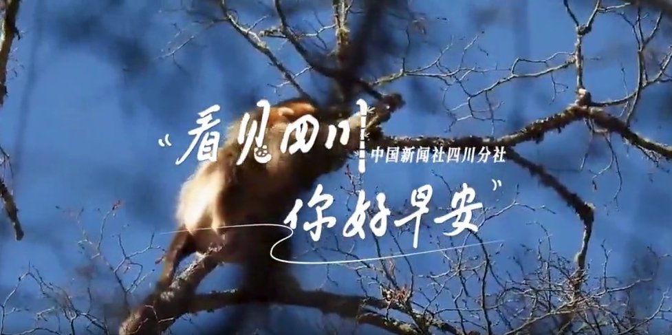 金山村温室大棚里黑褐饱满的羊肚菌破土