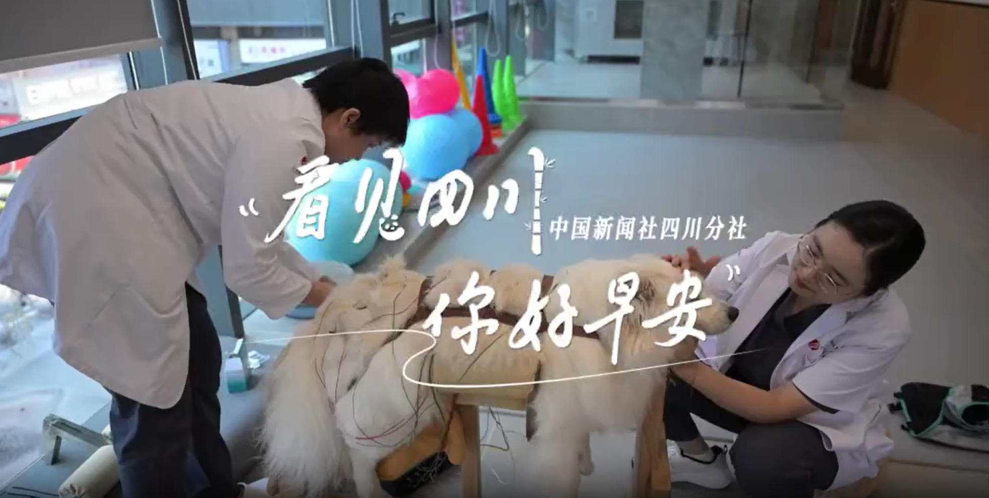 洁白的花朵缀满枝头