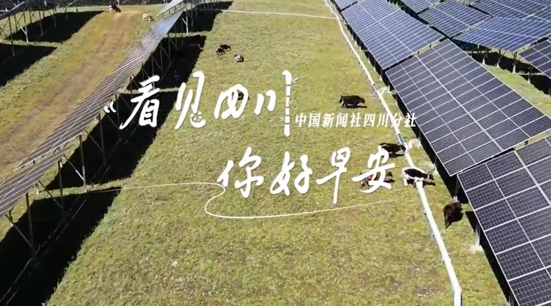 粉白花朵绽放在古寺院落