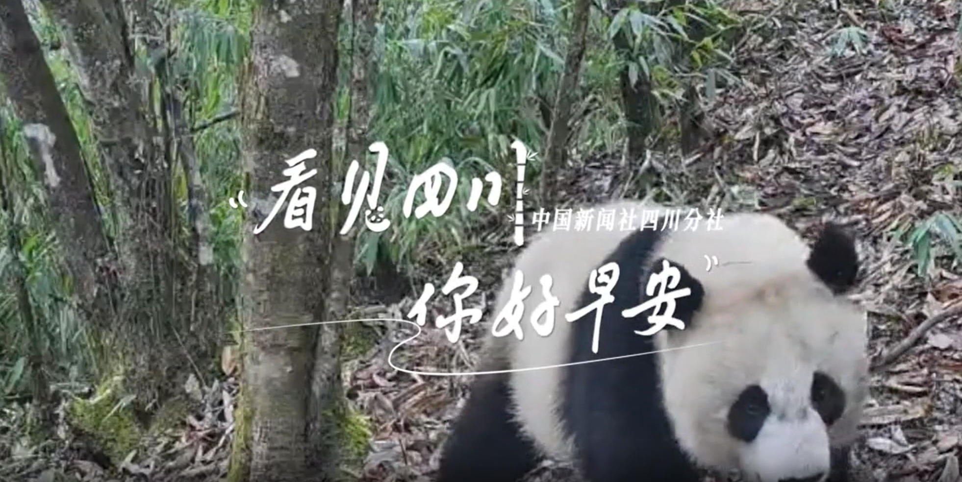 满足游客赏灯游玩的需求