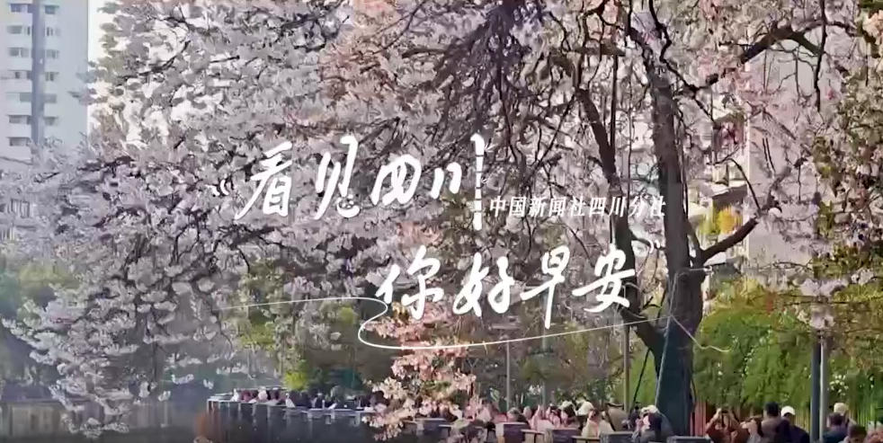 金山村温室大棚里黑褐饱满的羊肚菌破土
