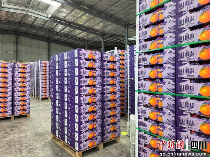 一箱箱色泽鲜亮