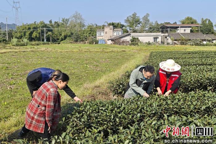 川南的油菜花金浪翻滚