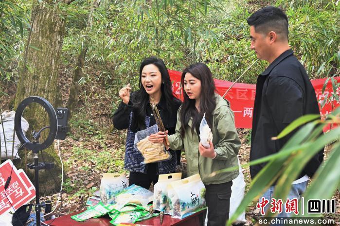 千亩巴山木竹郁郁葱葱