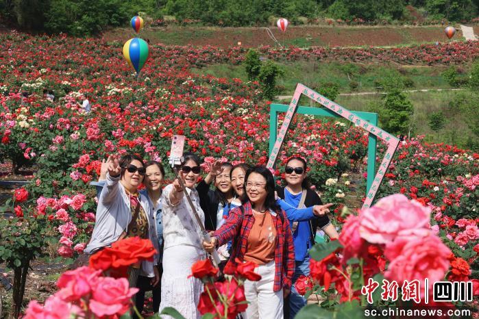 3万余株月季连绵成海