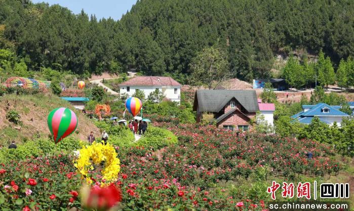 基地300余亩树桩月季绚烂绽放