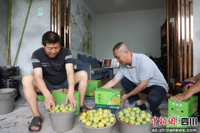 继续了解其实这片土地上的李子产业