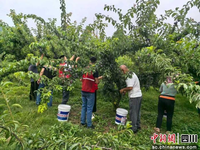 果香随微风漫溢