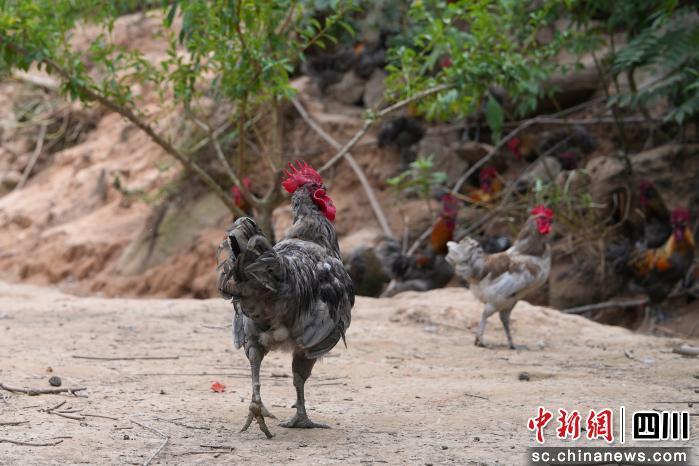 紫红色的李子压弯枝条