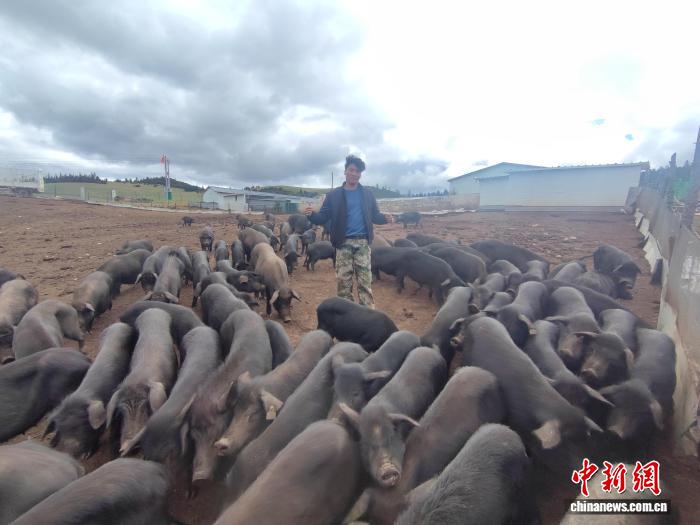 白云与绿树