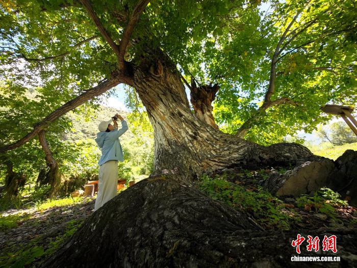 走起来满是风的韵律