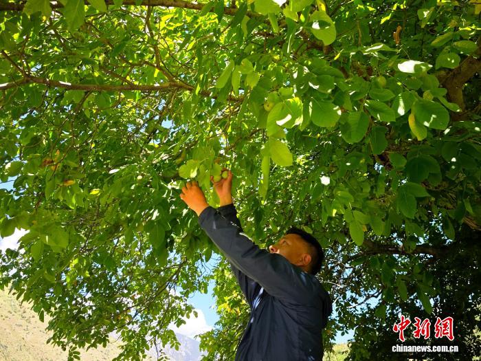 绿又成了水色