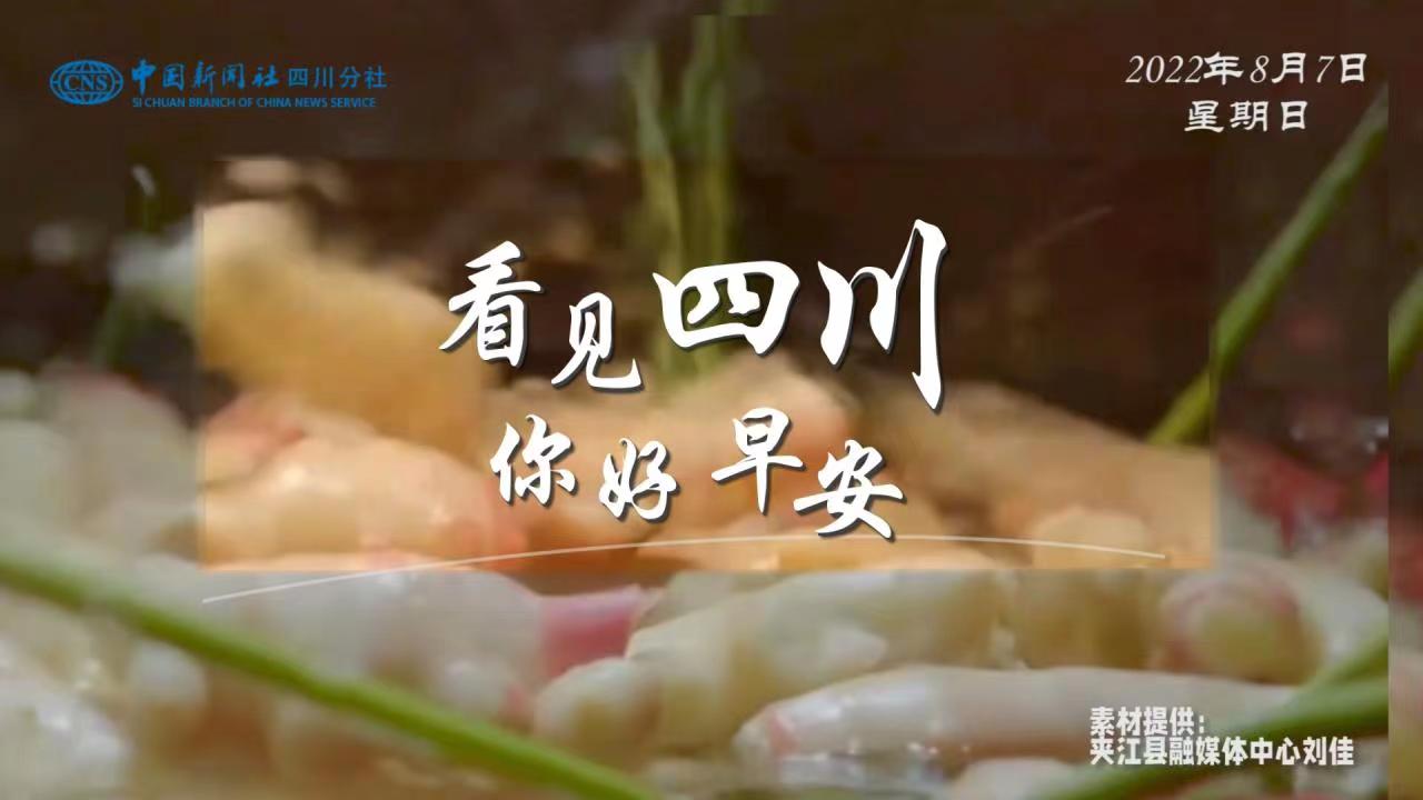 金山村温室大棚里黑褐饱满的羊肚菌破土