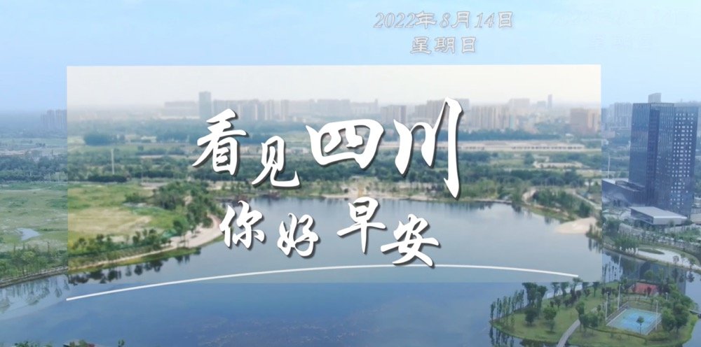 雅安雨城区茶山上的茶树正冒新芽