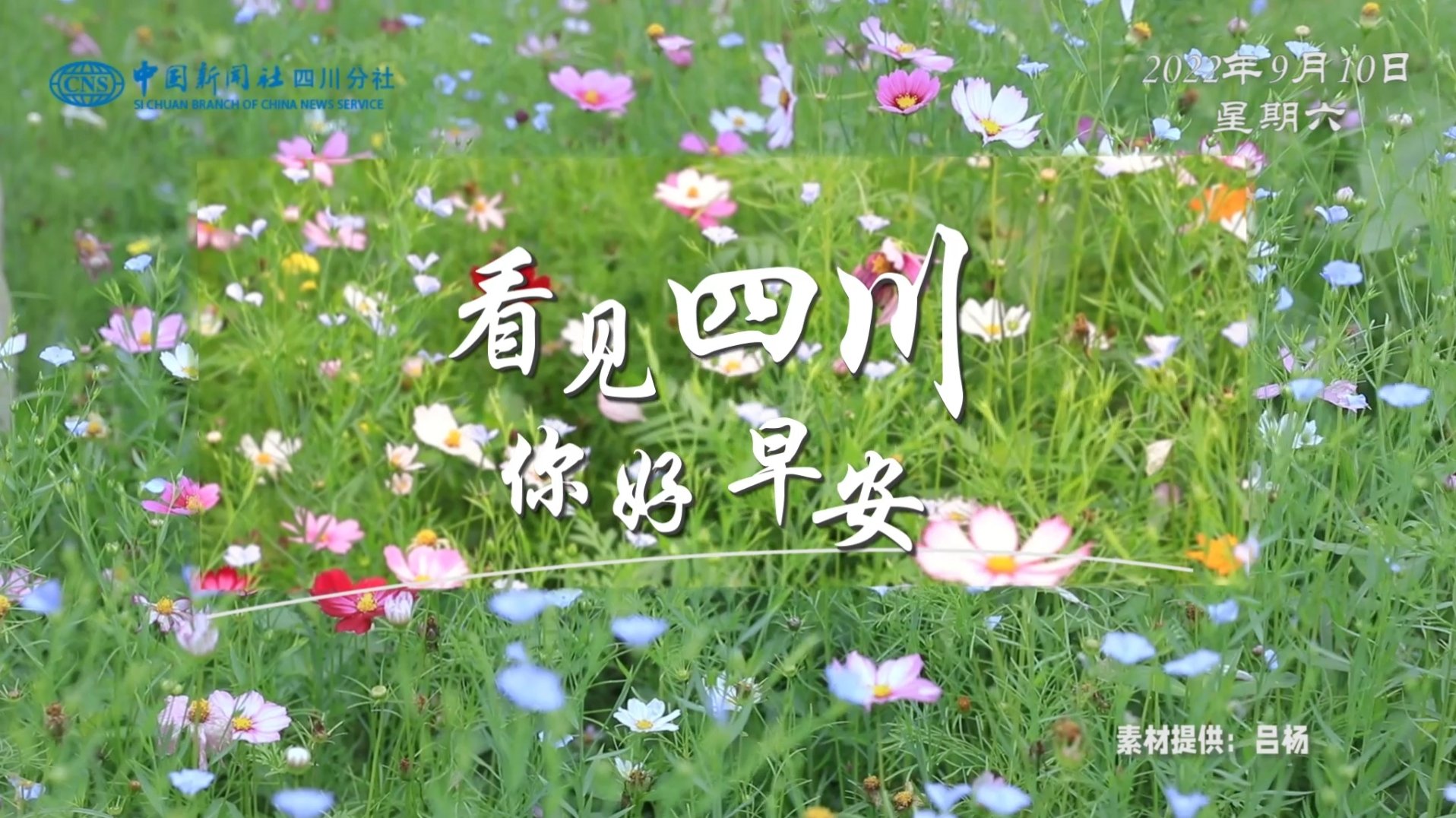 解说乐至县城市主干道的紫叶李花迎春绽