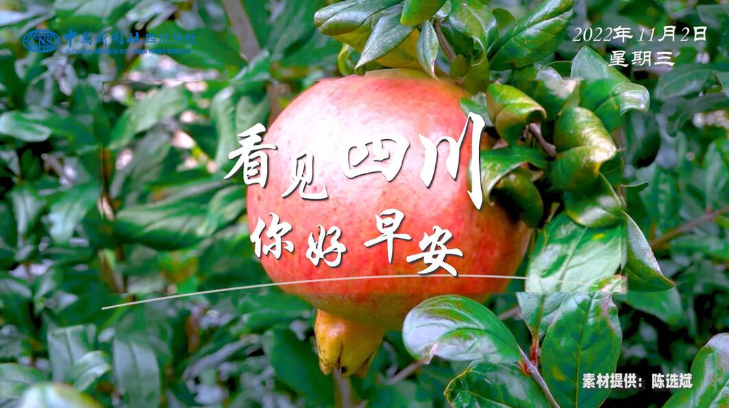 金山村温室大棚里黑褐饱满的羊肚菌破土
