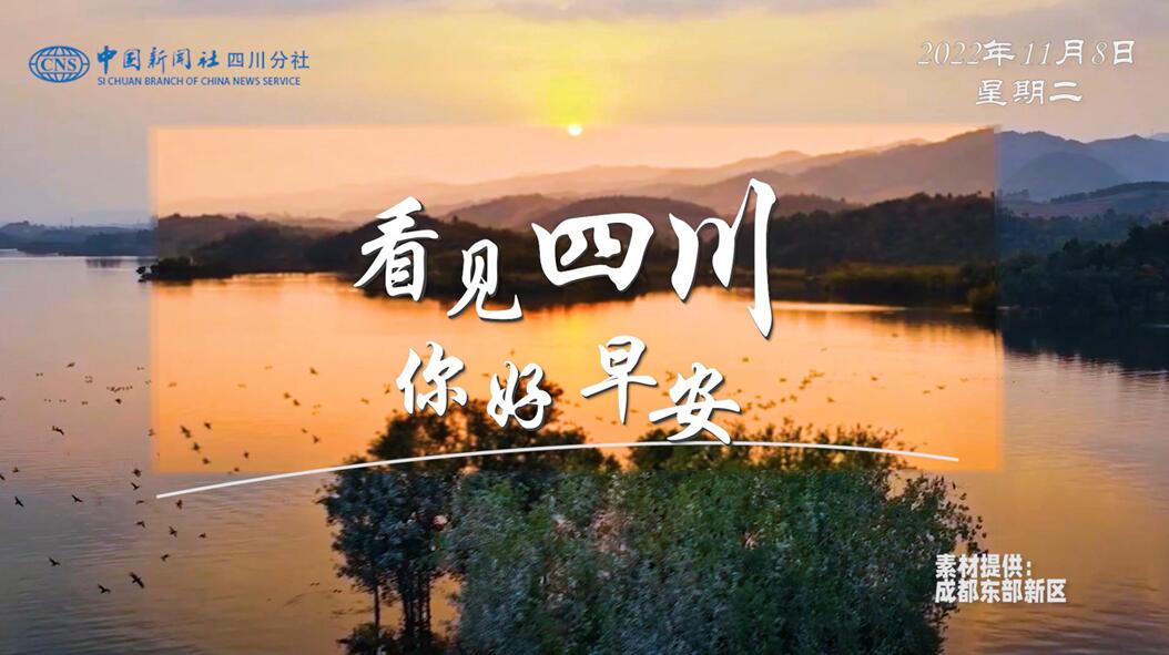 雅安雨城区茶山上的茶树正冒新芽