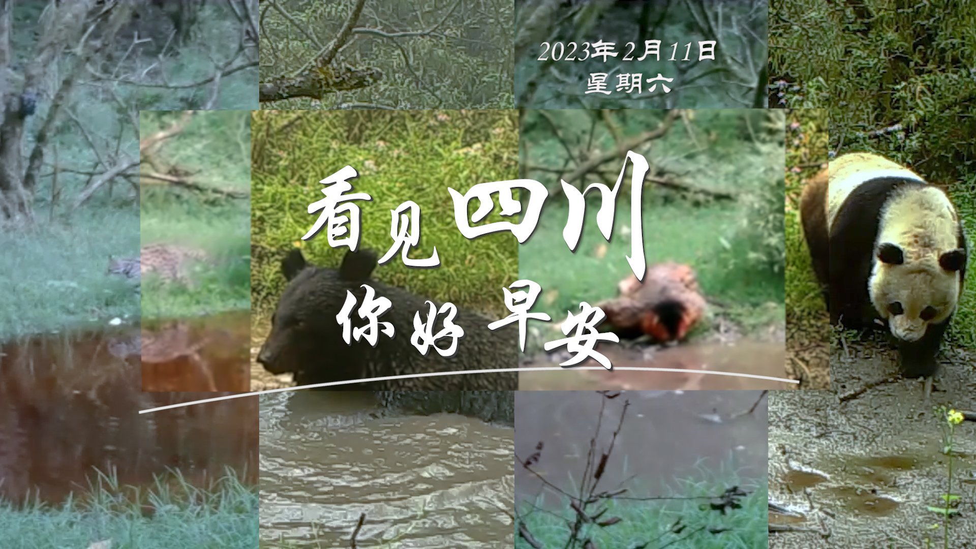 被誉为开往春天的嘉阳蒸汽小火车穿行在