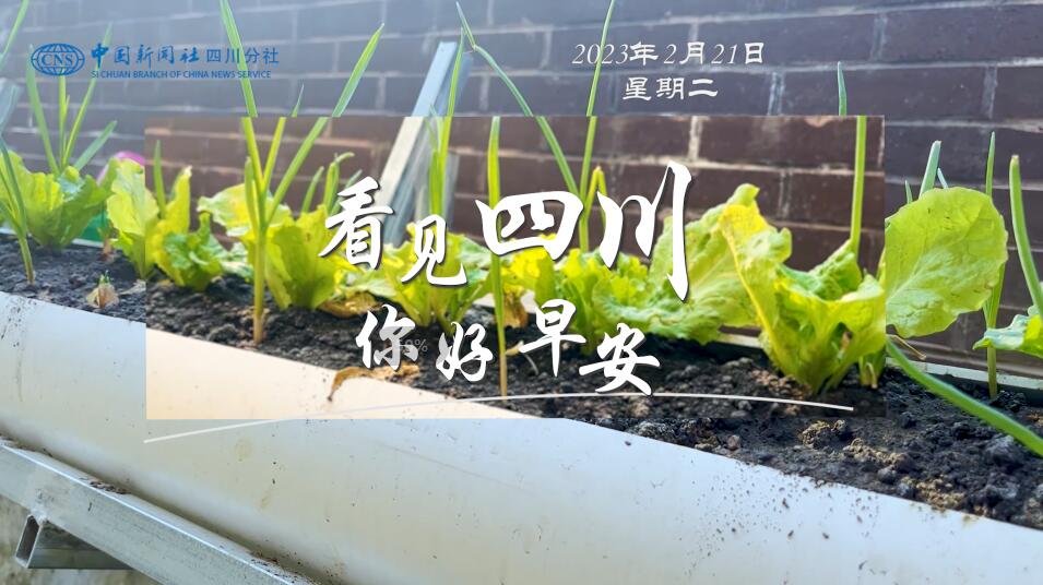 解说雅安市名山区的茶山迎来了最富生机
