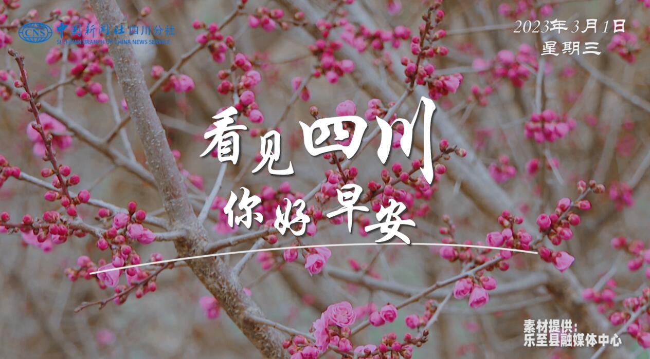 解说乐至县城市主干道的紫叶李花迎春绽