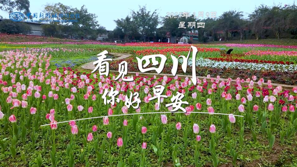 高大的泡桐树缀满钟形花冠