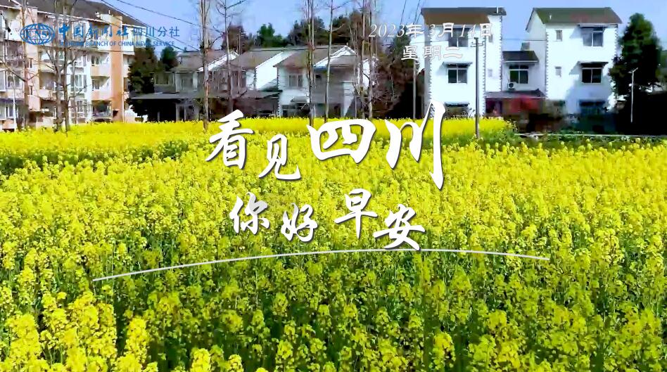 金山村温室大棚里黑褐饱满的羊肚菌破土
