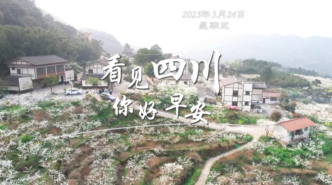洁白的花朵缀满枝头