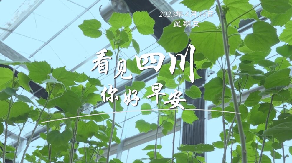 漫山遍野宛若雪海