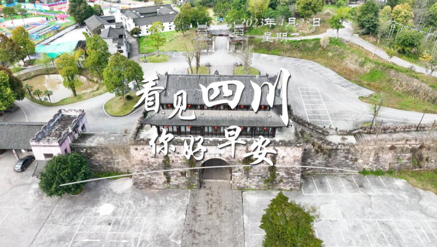 金山村温室大棚里黑褐饱满的羊肚菌破土