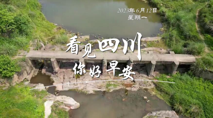 雅安雨城区茶山上的茶树正冒新芽