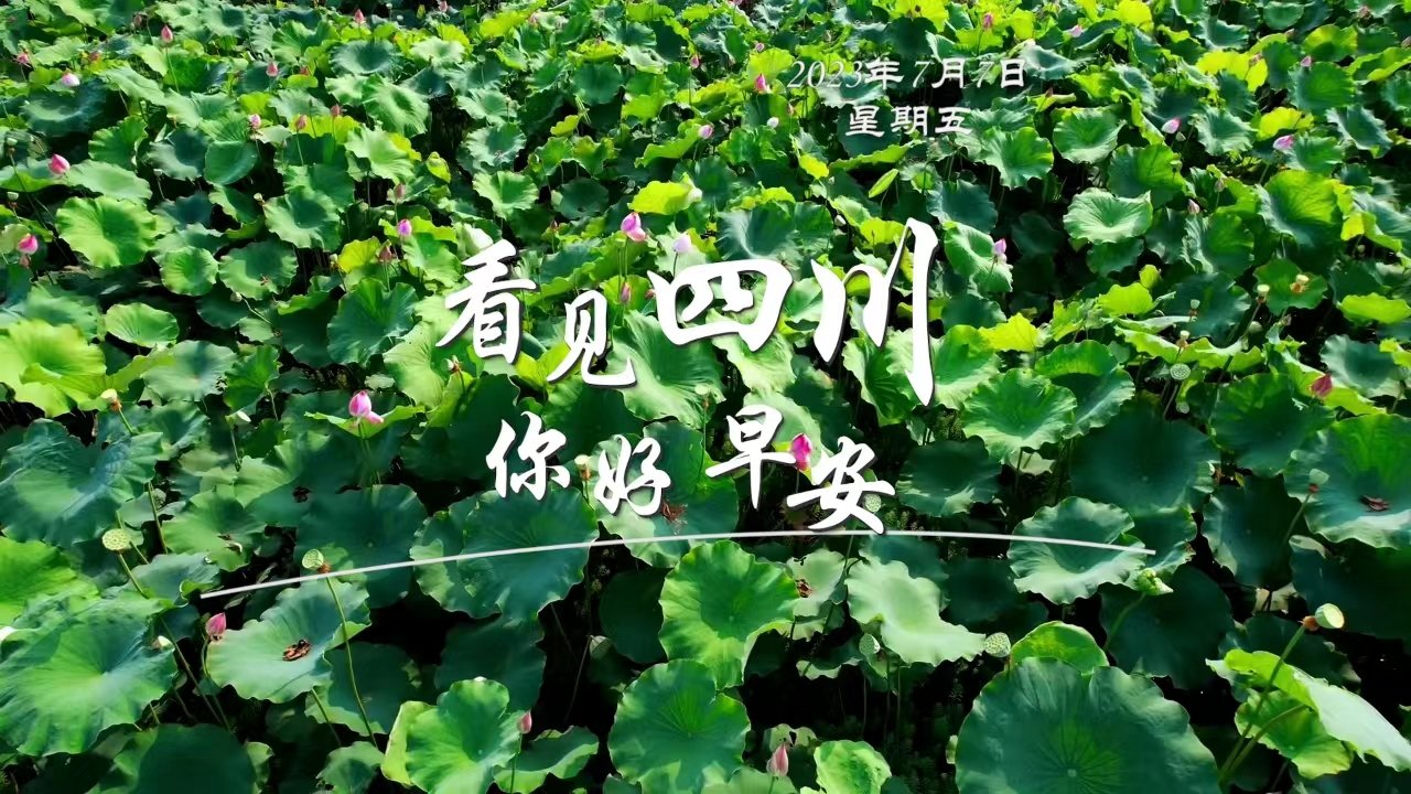 广元市朝天区沙河镇樱花谷上万亩樱桃花