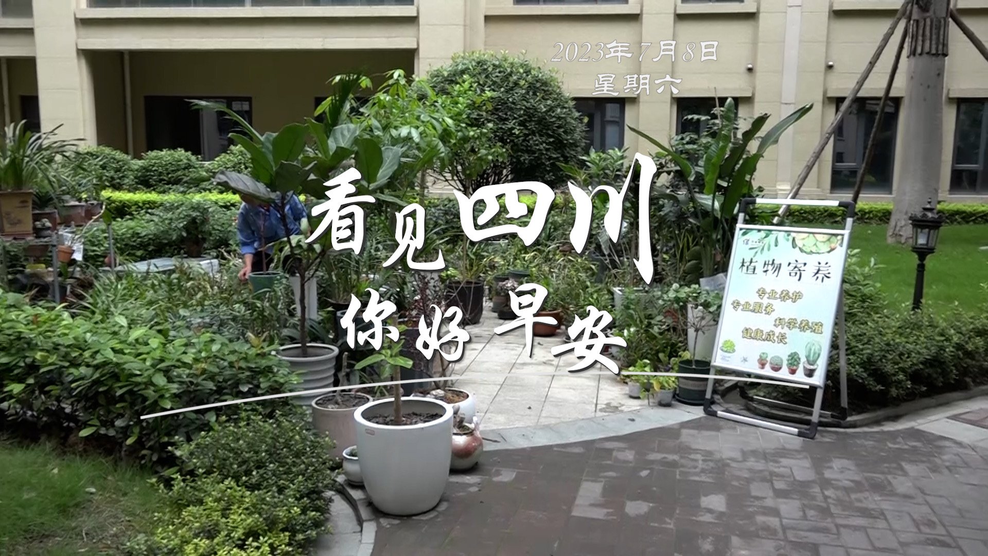 解说乐至县城市主干道的紫叶李花迎春绽