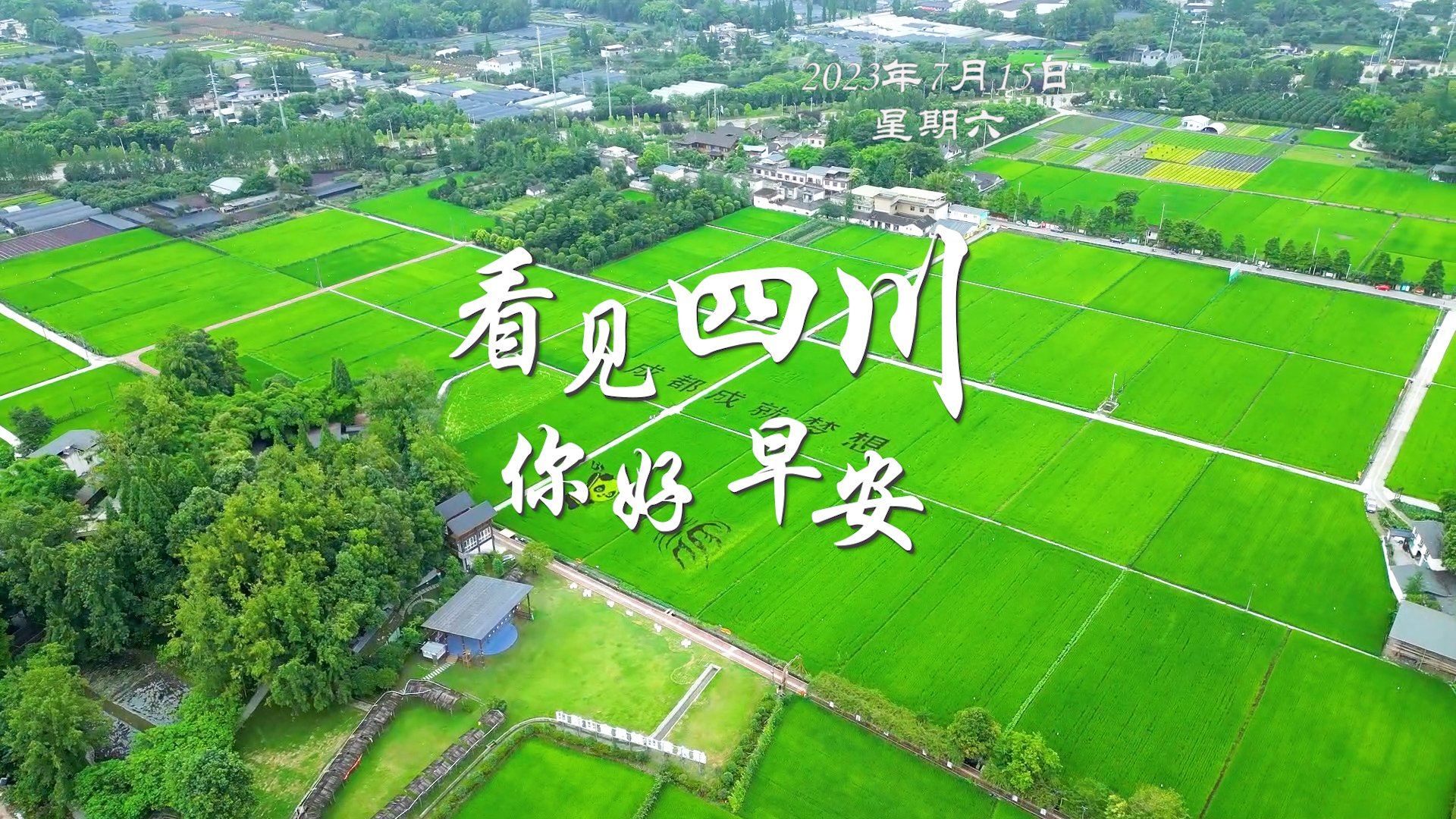 高大的泡桐树缀满钟形花冠