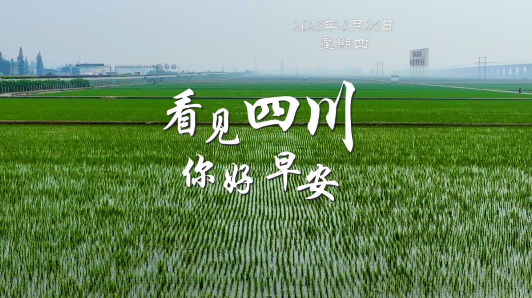 解说乐至县城市主干道的紫叶李花迎春绽