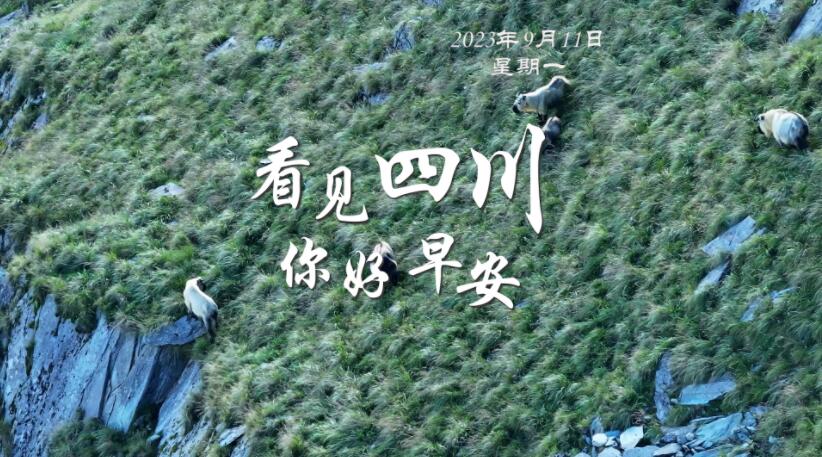 一芽一芽往外窜