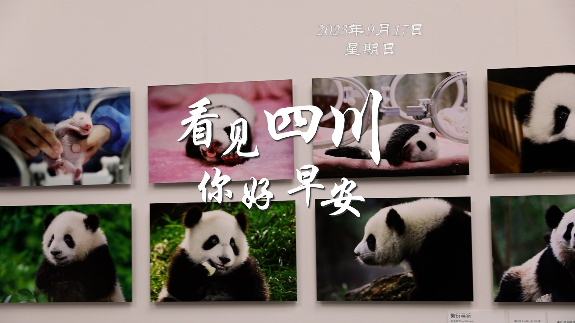 洁白的花朵缀满枝头