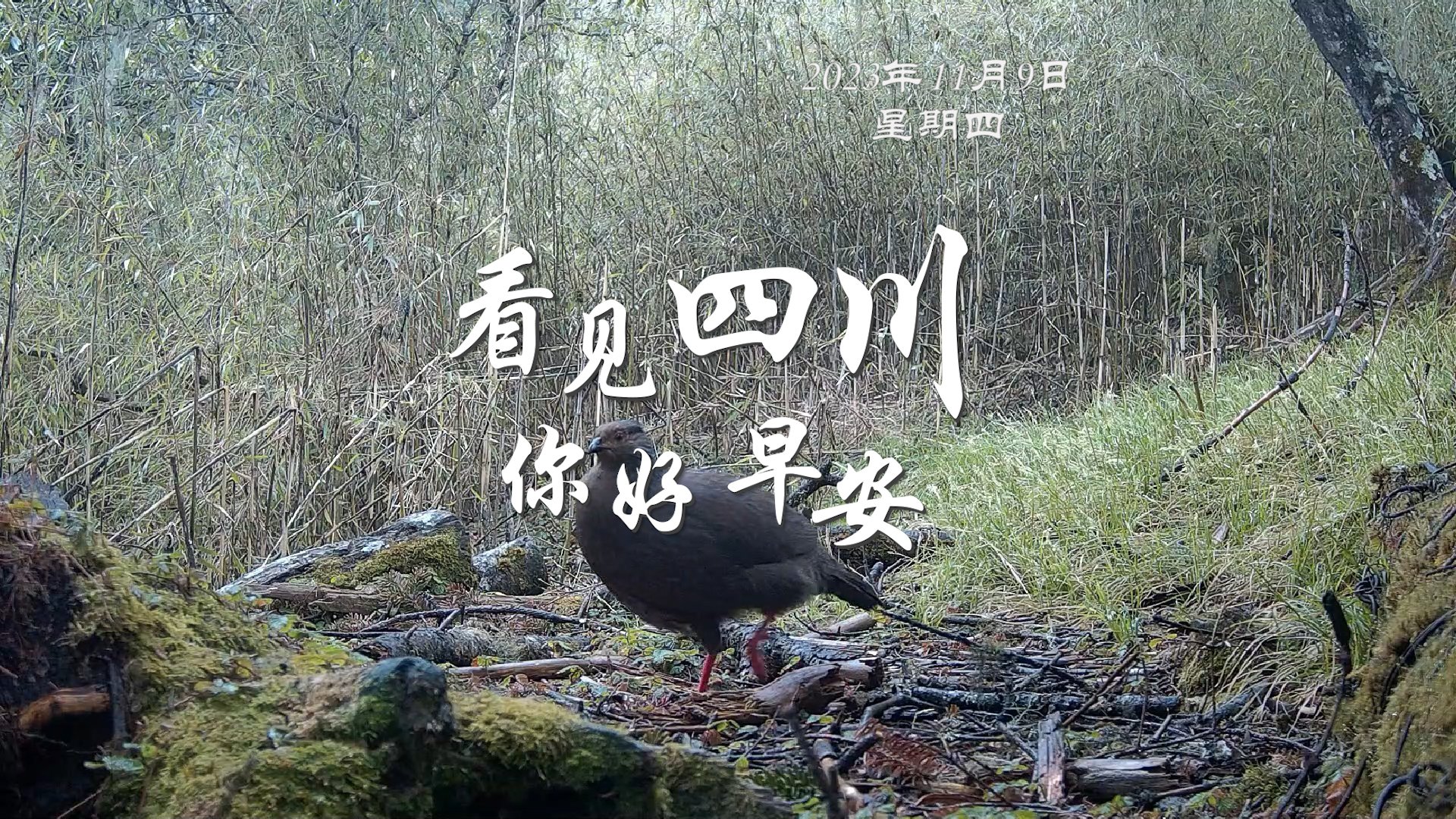 被誉为开往春天的嘉阳蒸汽小火车穿行在