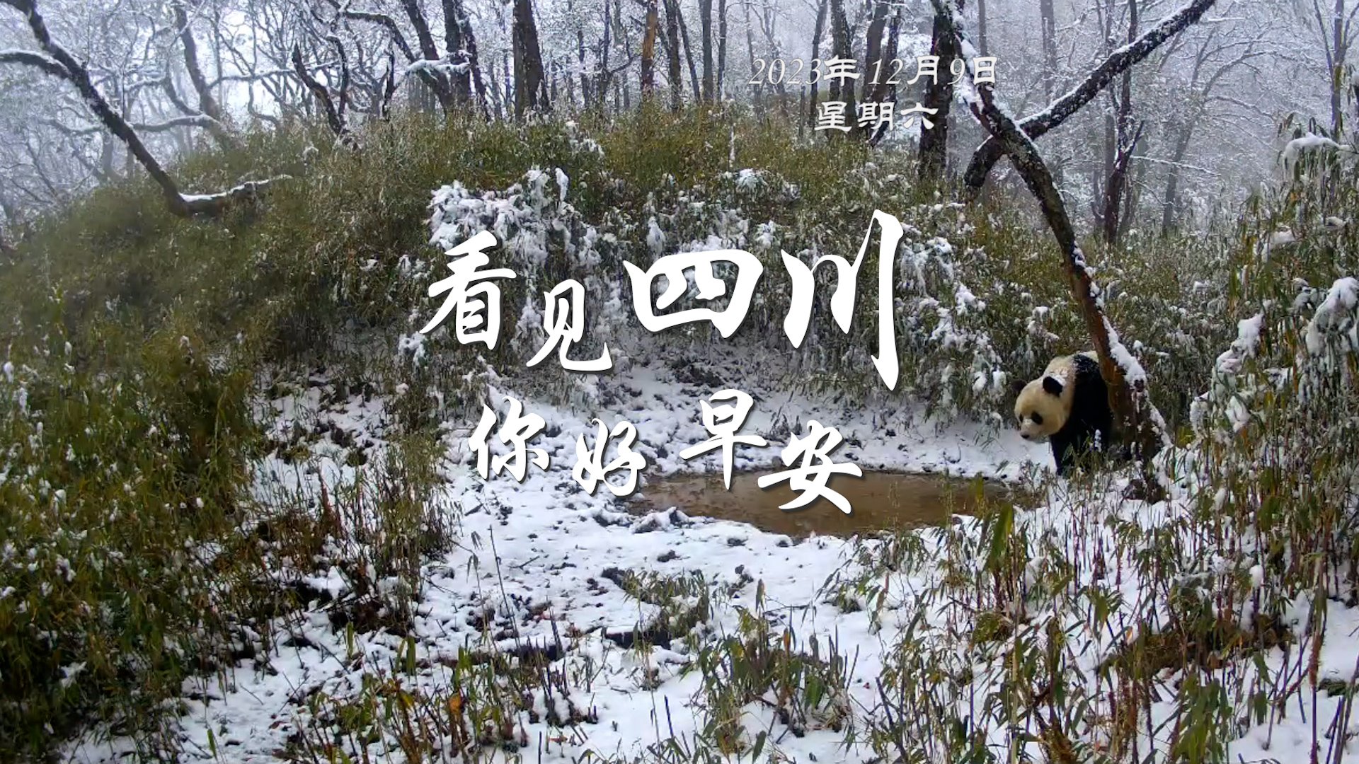 金山村温室大棚里黑褐饱满的羊肚菌破土