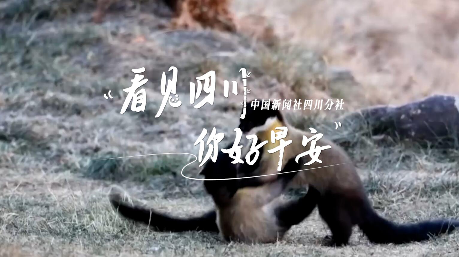 与锦绣天府电视塔的现代剪影相映成趣