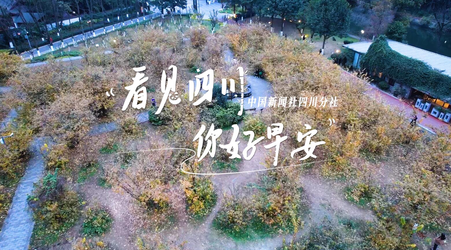 高大的泡桐树缀满钟形花冠